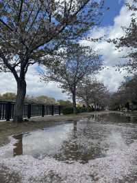 超靚😍🌸 大阪櫻花公園遊樂場 🌸 