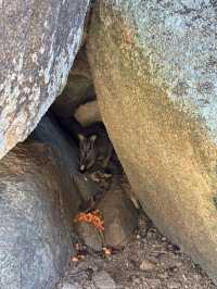野生のワラビーに遭遇できる【Rock Wallabies】🦘❤️