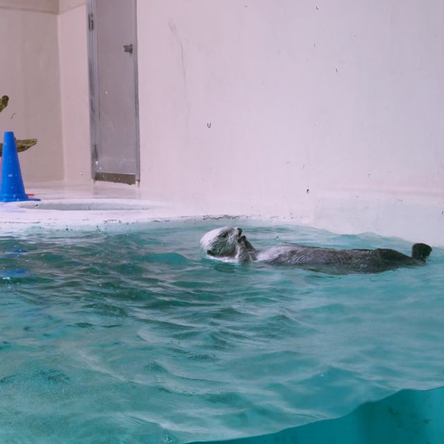 【三重/鳥羽】鳥羽水族館と桜スポットのご紹介🦦🌸
