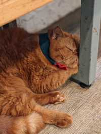 Caturday fuur cat lovers in downtown Bangkok