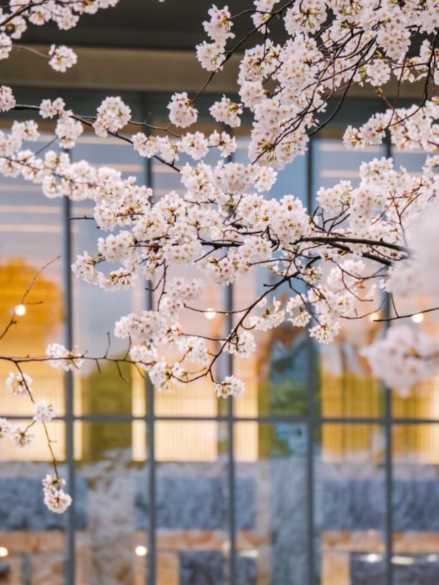 Liangzhu Arts & Culture Center Cherry Blossoms – Where Modern Art Meets Sakura Serenity