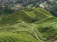 Cameron Highlands trek
