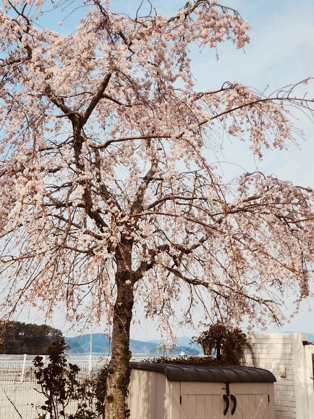 Coastal Calm: Your Geoje Seaside Escape in April 🌊☕ 