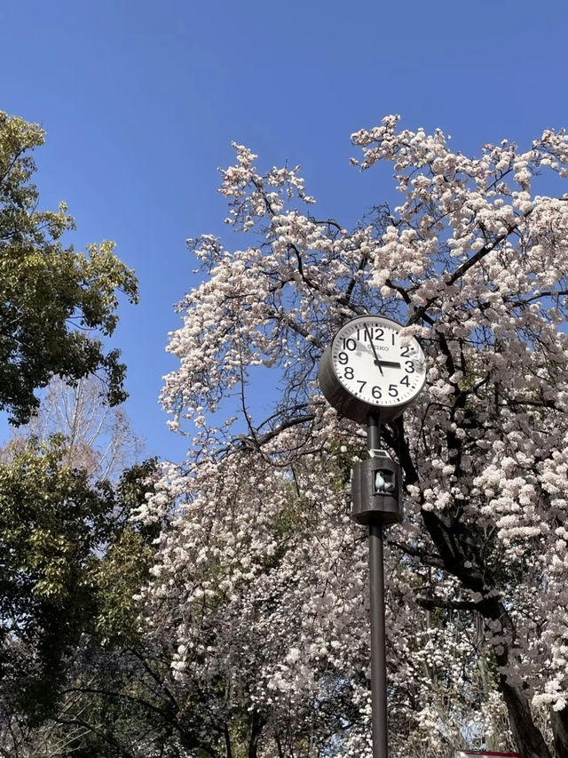 🌸Hidden Cherry Blossom Spot in Osaka | Sakura Tunnel at Morinomiya Station🌸