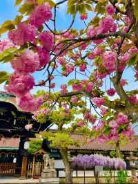 Rokushō-no-Miya Shrine Cherry Blossoms-Serene Cherry Blossom Ambiance
