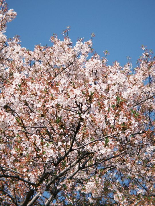 東京 新宿御苑 賞櫻好方便 🌸