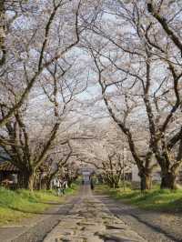 Takeo Onsen (武雄温泉) – A Hidden Cherry Blossom Paradise 🌸