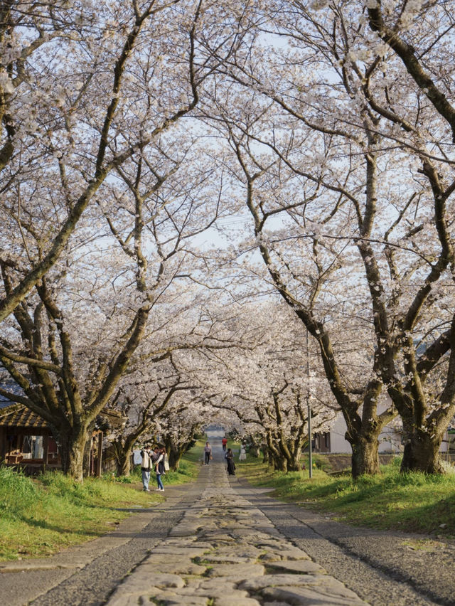 Takeo Onsen (武雄温泉) – A Hidden Cherry Blossom Paradise 🌸