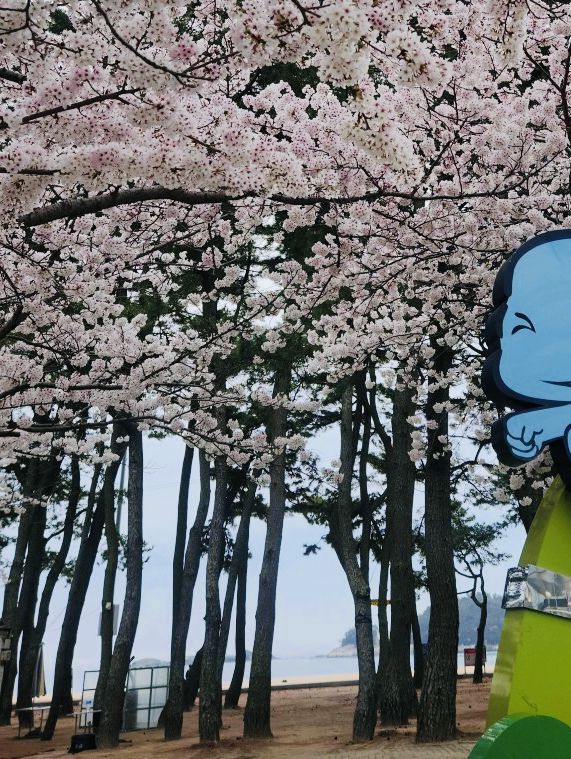 Sangju Eunmorae Beach: A Pristine Sands Paradise in Spring 