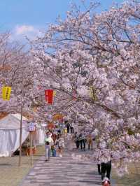 Hidden Cherry Blossom Paradise in Nagasaki 🌸✨ | Tachibana Park in Full Bloom!