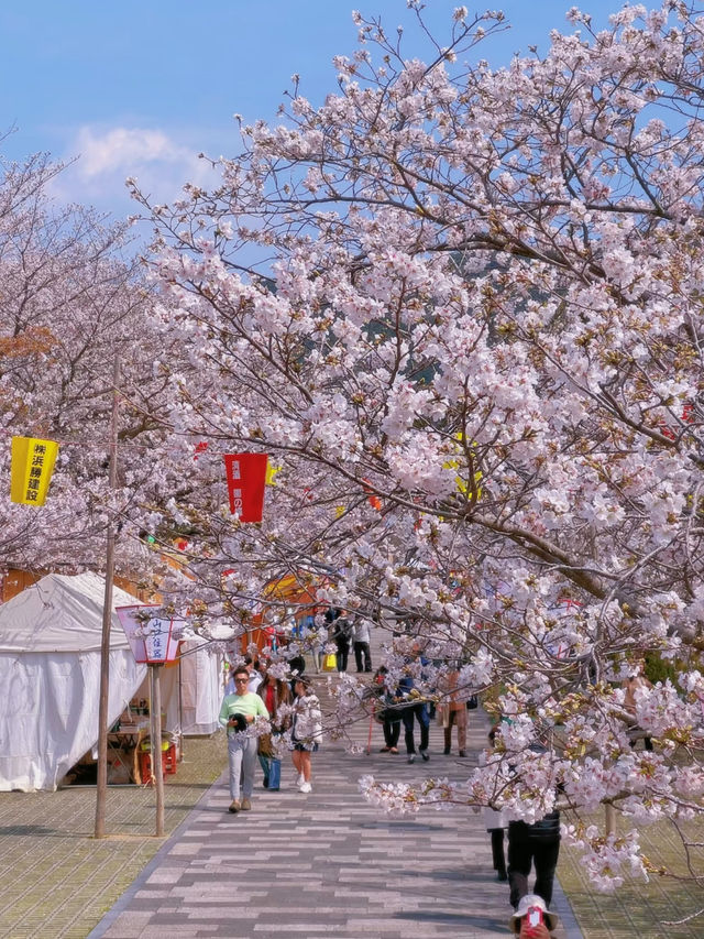 Hidden Cherry Blossom Paradise in Nagasaki 🌸✨ | Tachibana Park in Full Bloom!