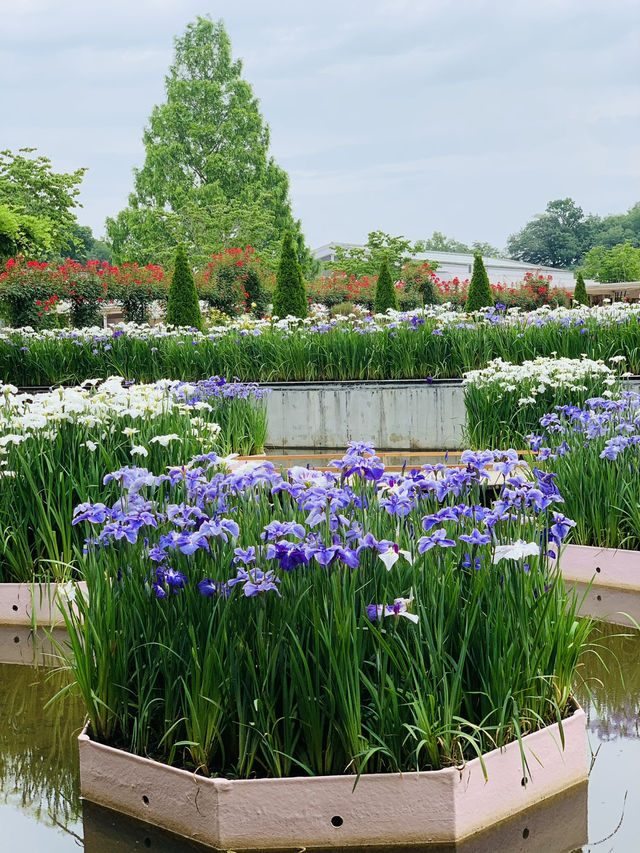 【栃木】藤の花だけでなく、菖蒲、紫陽花も素晴らしい