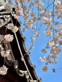 🌸 Kyoto's Hidden Cherry Blossom Paradise: The Enchanting Weeping Cherry Trees at Rokudo-do Temple 🌿