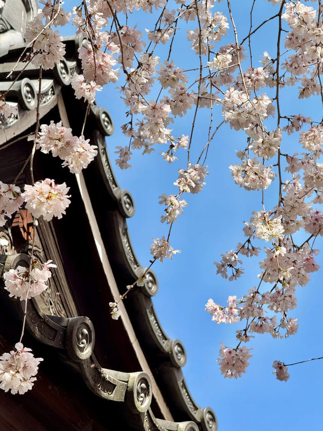 🌸 Kyoto's Hidden Cherry Blossom Paradise: The Enchanting Weeping Cherry Trees at Rokudo-do Temple 🌿