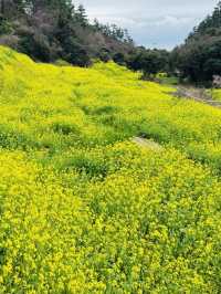 Golden Waves of Spring: Immersing Yourself in the Canola Fields of 엉덩물계곡, Jeju