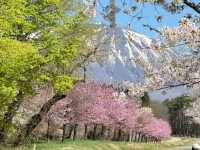 Koiwai Farm Sakura | Where Blossoms Meet Pastoral Splendor