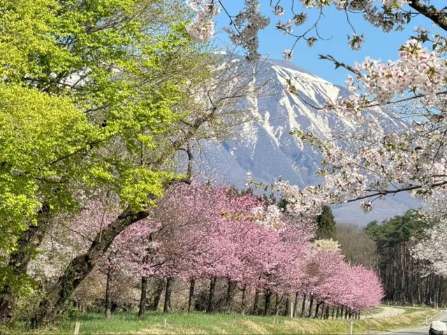 Koiwai Farm Sakura | Where Blossoms Meet Pastoral Splendor