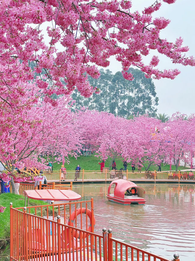 Chengdu’s Cherry Blossom Wonderland — Manhua Manor Blooming Fantasy