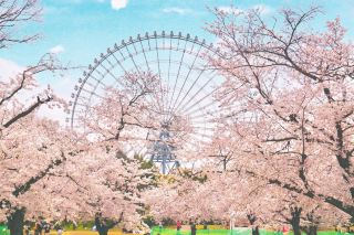 🌸 Expo '70 Park: Osaka's Secret Sakura Wonderland! 🌸
