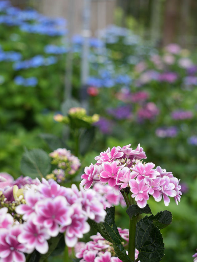 【茨城】これだけ多種多様の紫陽花を見たのは初めて！！