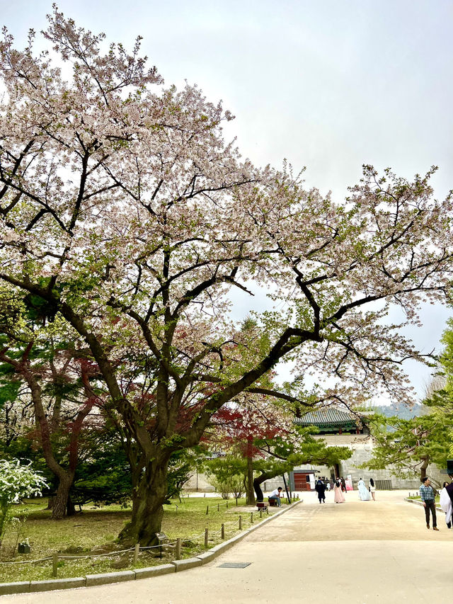 首爾必去之處@景福宮