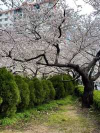 Busan’s Cherry Blossoms Are Next Level! (Travel Guide Edition)