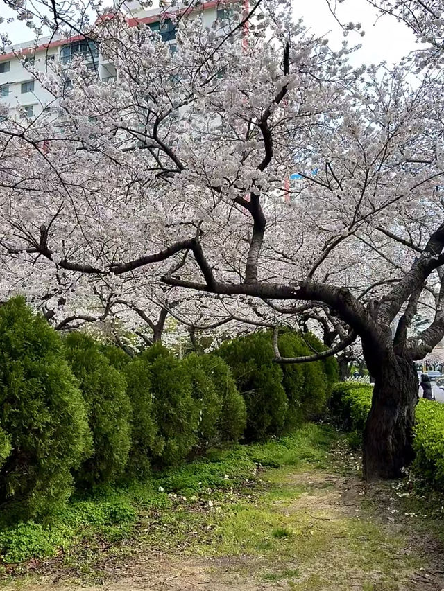 Busan’s Cherry Blossoms Are Next Level! (Travel Guide Edition)