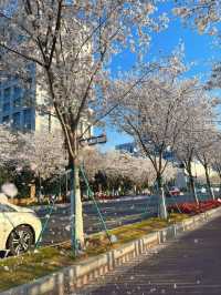 Fengchuang Road Cherry Blossoms-Nanjing’s Secret Urban Sakura Boulevard