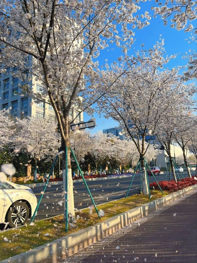 Fengchuang Road Cherry Blossoms-Nanjing’s Secret Urban Sakura Boulevard