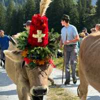 A Celebration of Alpine Tradition: My Day at the Alpabfahrt in Switzerland