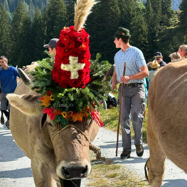 A Celebration of Alpine Tradition: My Day at the Alpabfahrt in Switzerland