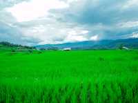 นาขั้นบันไดที่ใหญ่และสวยงามมาก