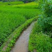 ป่าบงเปียง ทุ่งนาสีเขียวที่โคตรฮีลใจ 💚🍃