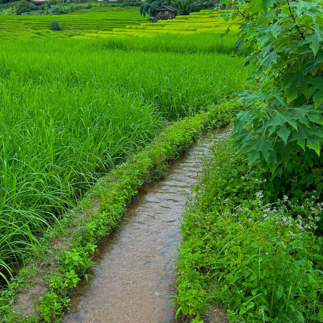 ป่าบงเปียง ทุ่งนาสีเขียวที่โคตรฮีลใจ 💚🍃