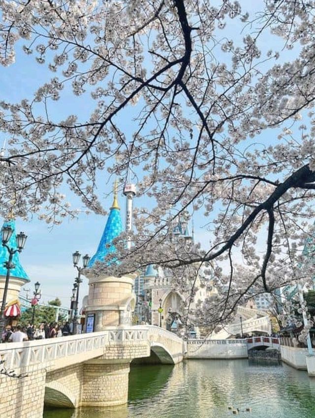 Sakura Magic at Seokchon Lake