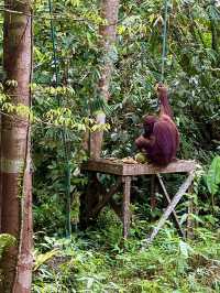 Semenggoh Orangutan Sanctuary — A Rare Encounter in Borneo