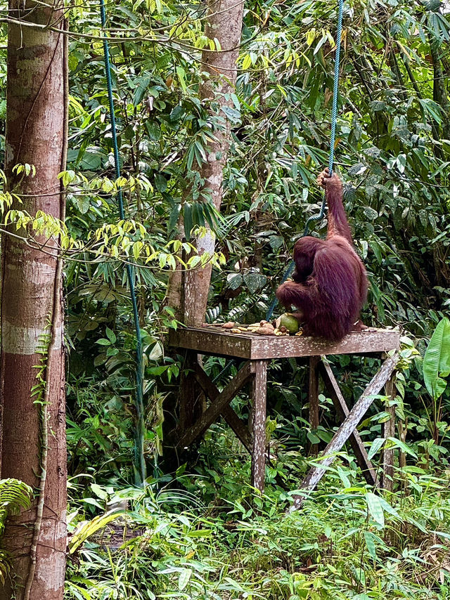 Semenggoh Orangutan Sanctuary — A Rare Encounter in Borneo