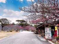 沖繩賞櫻-今歸仁城跡，日本百大名城的美麗與哀愁。