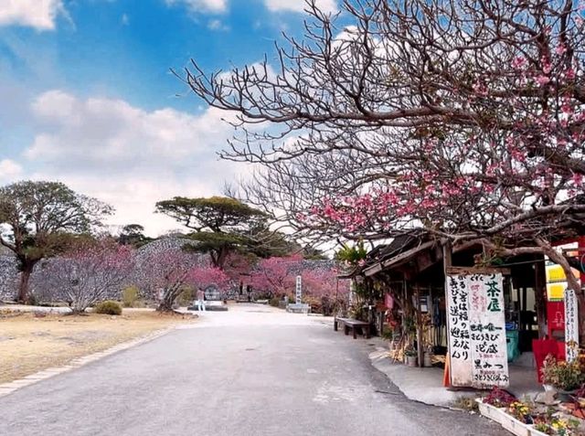 沖繩賞櫻-今歸仁城跡，日本百大名城的美麗與哀愁。