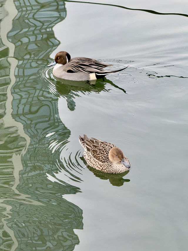 Weekend Wandering in Ueno – Culture, Parks & Panda Treats