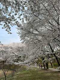 Daejeon: Korea’s Underrated Blossom EscapeLocation: Daejeon, South Korea
