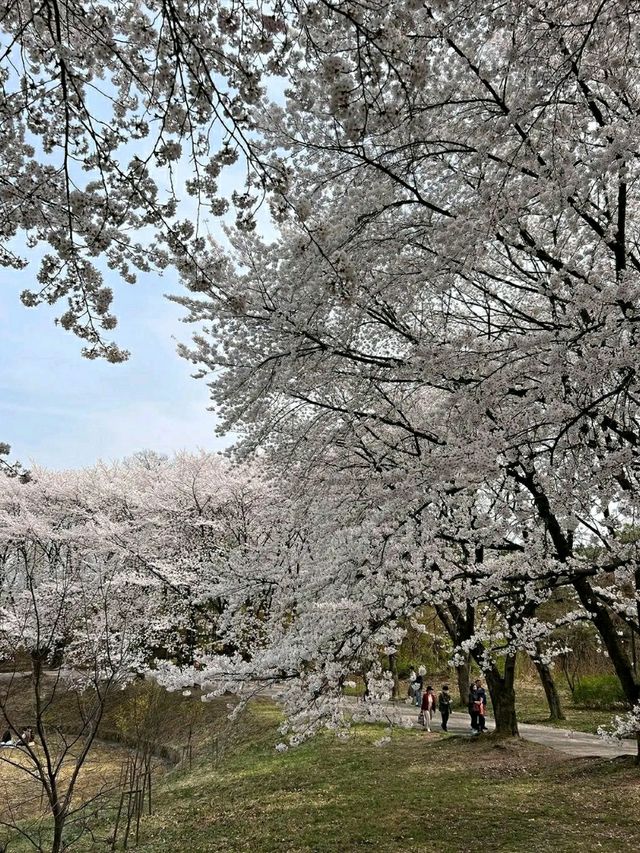Daejeon: Korea’s Underrated Blossom EscapeLocation: Daejeon, South Korea