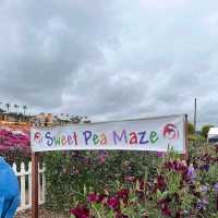 Carlsbad Flower Fields – Carlsbad, CA