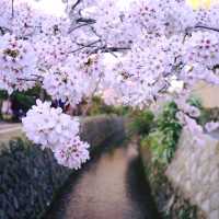 Tranquility in Kyoto: A Walk Along the Philosopher's Path