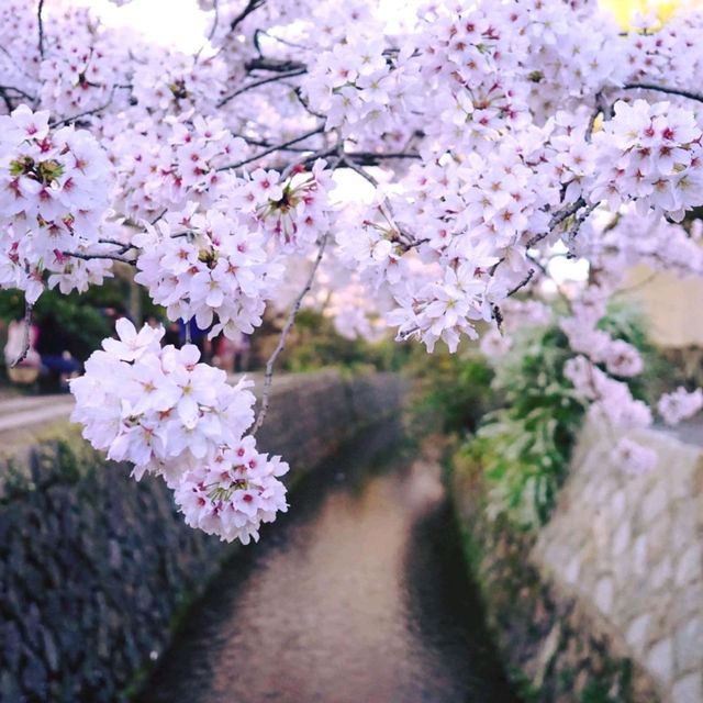 Tranquility in Kyoto: A Walk Along the Philosopher's Path