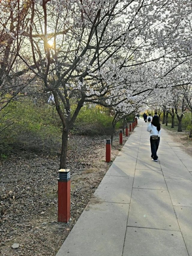 Title: Yeouido Park: Seoul’s Urban Oasis of Culture and Nature