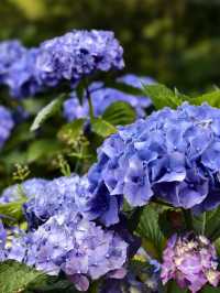 墨爾本花園