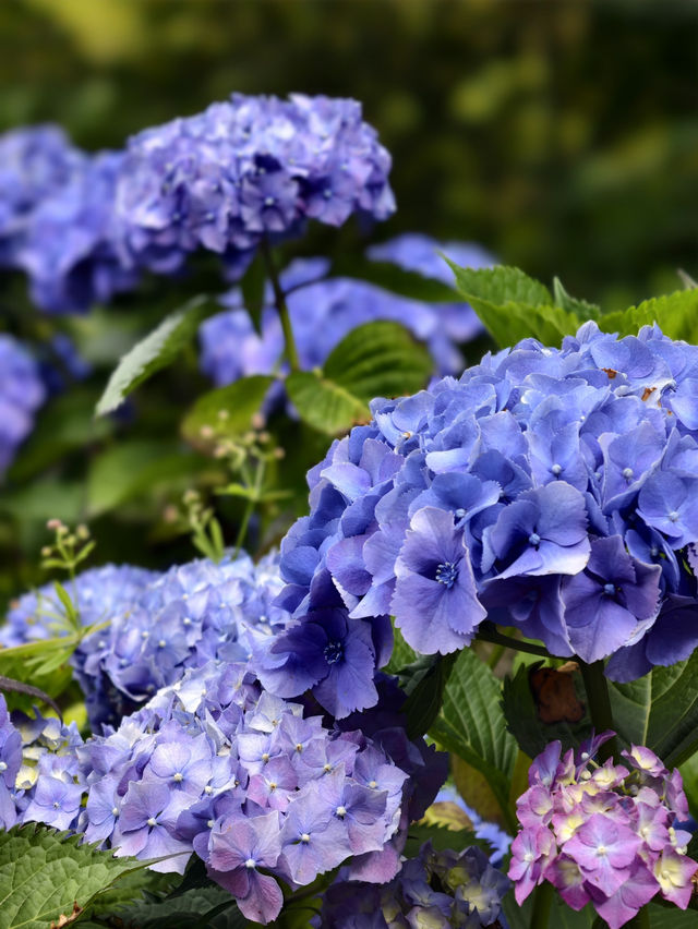 墨爾本花園