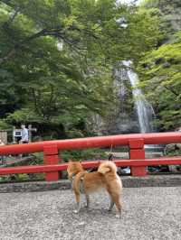 A Peaceful Escape to Minoh park.