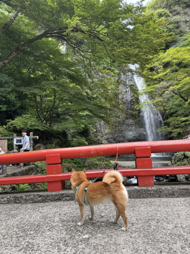 A Peaceful Escape to Minoh park.